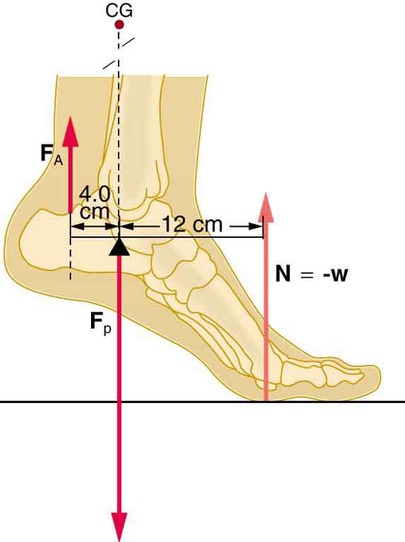 A foot of a person is shown. The ankle is slightly above the ground. There is a force in F-A on the back part of ankle, which is in upward direction. The weight of the leg is downward. The normal reaction is acting at the front foot in upward direction. The perpendicular distance between the normal reaction and the force F-A is sixteen centimeters. There is a point between these two forces where a force F-P is shown, which acts as fulcrum of the simplified lever system.