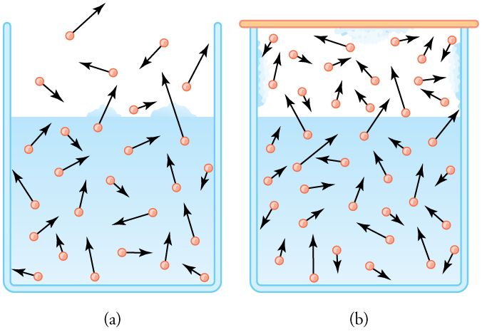 Two containers, each filled two-thirds with water. One is open to the atmosphere and the other is sealed at the top. The water molecules are depicted as circles with vector arrows of different lengths and directions to indicate velocity. In the sealed container the density of molecules in the air above the water is greater than in the unsealed container. In the sealed container, water is condensing along the walls and top of the upper part of the container.