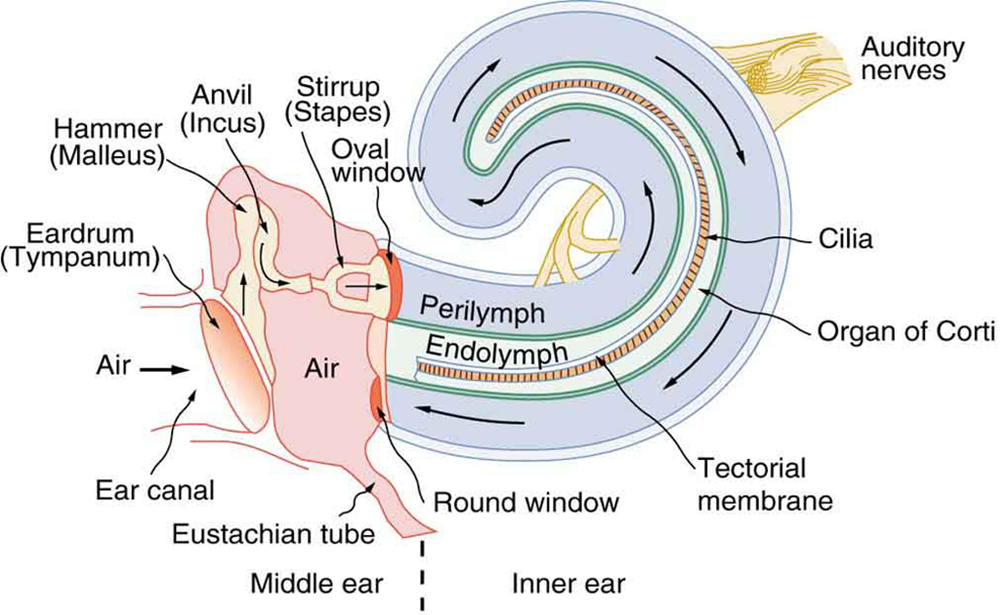 aural training cochlear implant