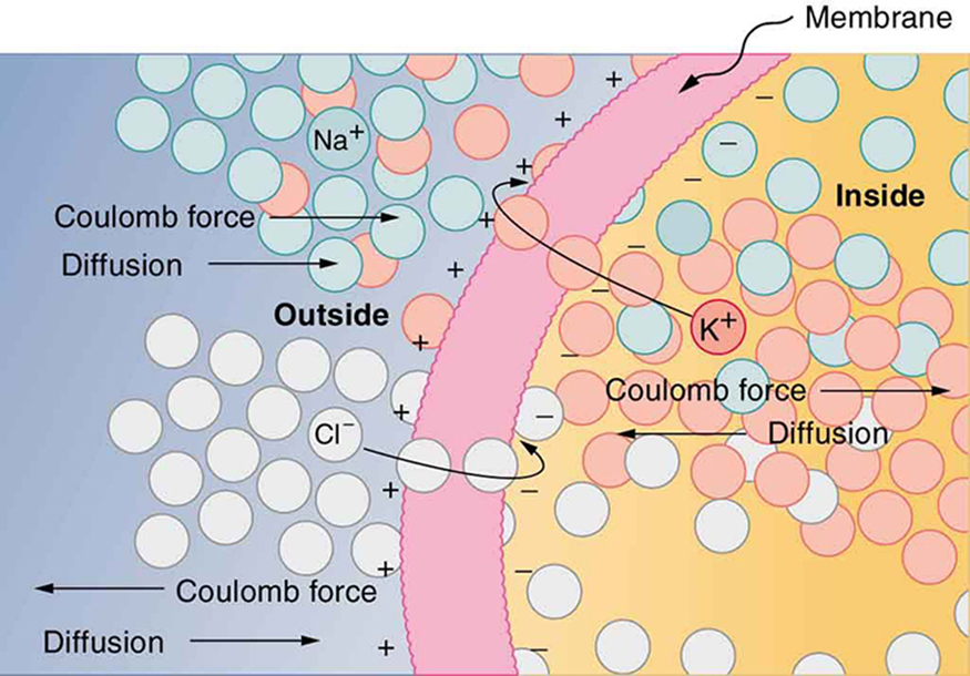 The semipermeable membrane of a cell is shown, with different concentrations of potassium cations, sodium cations, and chloride anions inside and outside the cell. The ions are represented by small, colored circles. In its resting state, the cell membrane is permeable to potassium and chloride ions, but it is impermeable to sodium ions. By diffusion, potassium cations travel out of the cell, going through the cell membrane and forming a layer of positive charge on the outer surface of the membrane. By diffusion, chloride anions go into the cell, going through the cell membrane and forming a layer of negative charge on the inner surface of the membrane. As a result, a voltage is set up across the cell membrane. The Coulomb force prevents all the ions from crossing the membrane.