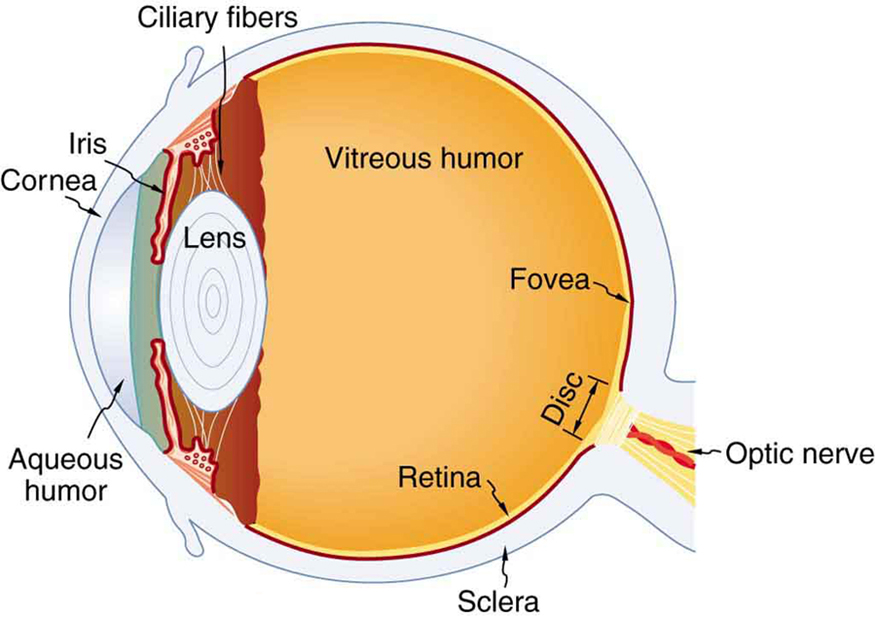 physics-of-the-eye-physics