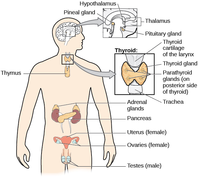 The major glands of the endocrine system are shown. A diagram of the human body illustrates the locations of the thymus, several parts within the brain (pineal gland, hypothalamus, thalamus, pituitary gland), several parts within the thyroid (cartilage, thyroid gland, parathyroid glands, trachea), the adrenal glands, pancreas, uterus, ovaries, and testes.