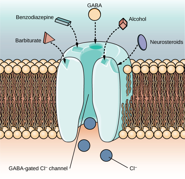 An illustration of a GABA-gated chloride channel in a cell membrane shows  receptor sites for barbiturate, benzodiazepine, GABA, alcohol, and neurosteroids, as well as three negatively-charged chloride ions passing through the channel. Each drug type has a specific shape, such as triangular, rectangular or square, which corresponds to a similarly shaped receptor spot.